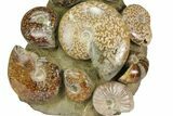 Tall, Composite Ammonite Fossil Display - Madagascar #175805-1